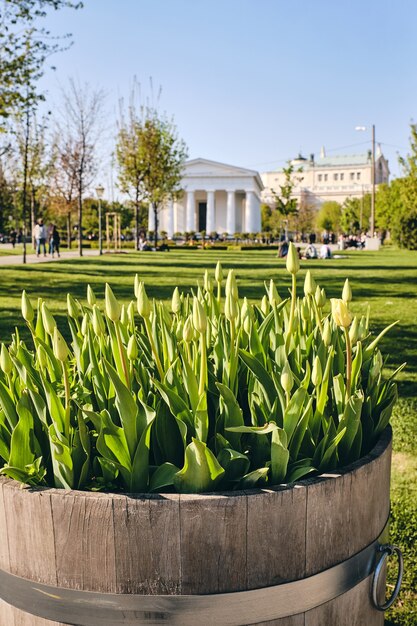 Foto de foco seletivo da planta no parque de Viena, Áustria