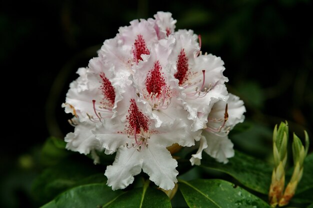 Foto de foco seletivo das flores peônia branca florescendo na ilha de Mainau, na Alemanha