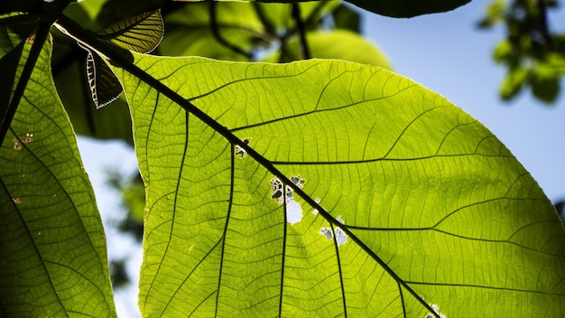 Foto de foco seletivo das folhas da Terminalia catappa com um fundo de céu azul