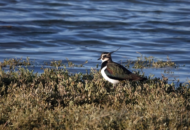 Foto de foco seletivo de abibe do norte (Vanellus) na grama