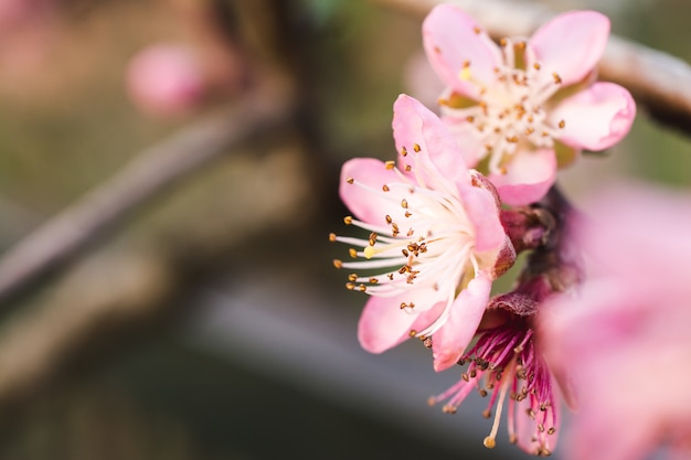 Foto de foco seletivo de belas flores de cerejeira em um jardim capturada em um dia ensolarado