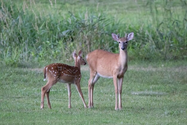 Foto de foco seletivo de cervos se alimentando em um prado