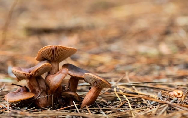 Foto de foco seletivo de cogumelos marrons na floresta