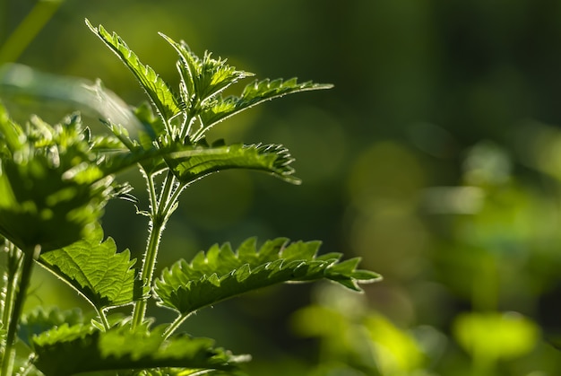 Foto de foco seletivo de cultivo de plantas verdes com vegetação ao fundo