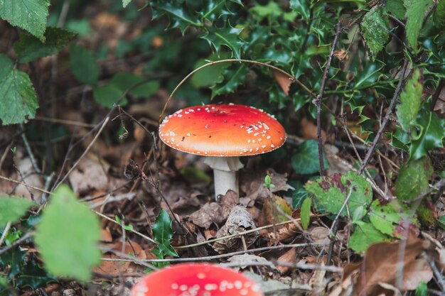 Foto de foco seletivo de dois cogumelos Amanita Muscaria em Thornecombe Woods, Dorchester, Dorset, Reino Unido