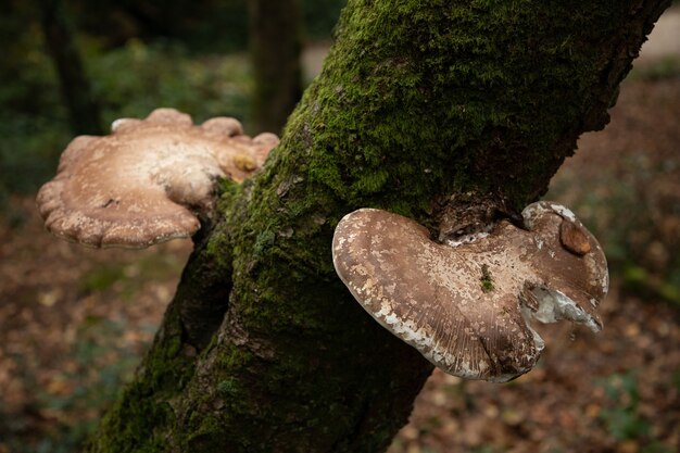 Foto de foco seletivo de dois cogumelos Birch Polypore Common White Bracket