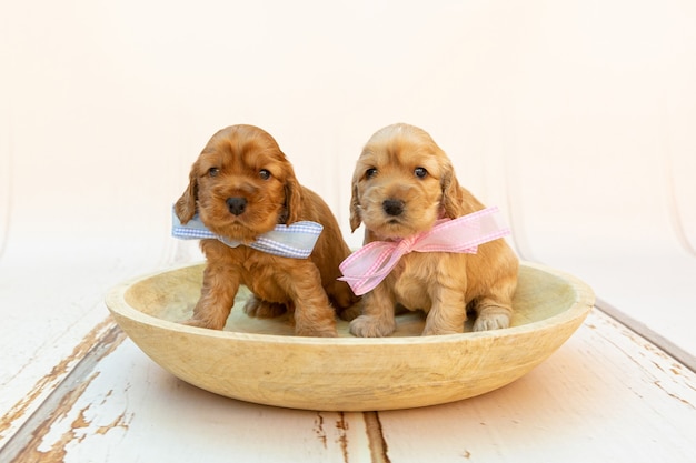 Foto de foco seletivo de dois filhotes de Cocker Spaniel fofos com laços rosa e azuis em uma tigela de madeira