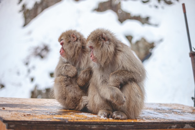 Foto de foco seletivo de dois macacos macacos sentados perto um do outro