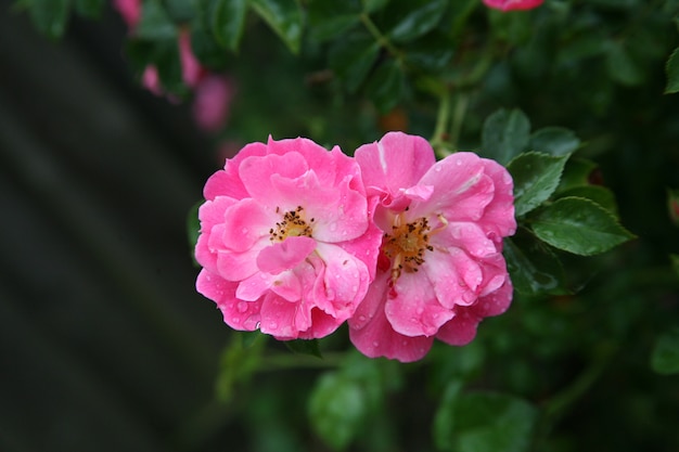 Foto de foco seletivo de duas cabeças de rosa gálica rosa na natureza em twente, holanda