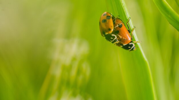 Foto de foco seletivo de duas joaninhas em flor em um campo capturada em um dia ensolarado