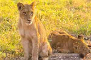 Foto grátis foto de foco seletivo de duas leoas em uma grama verde