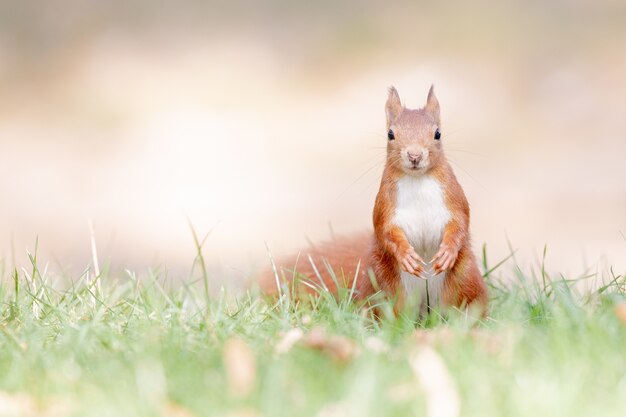 Foto de foco seletivo de esquilo vermelho na floresta