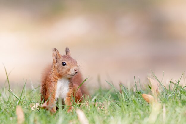 Foto de foco seletivo de esquilo-vermelho na floresta
