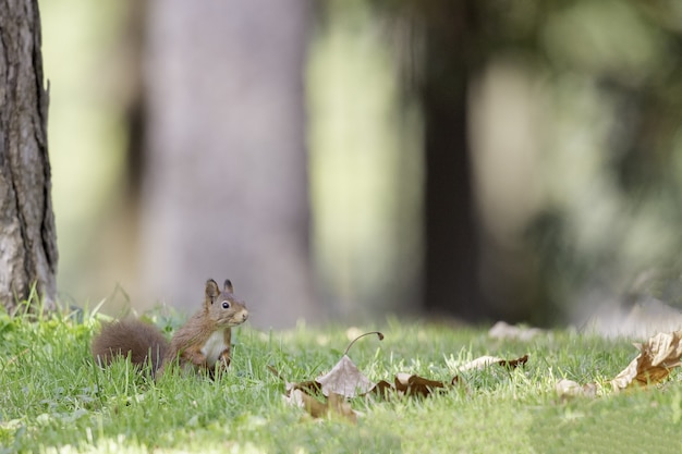 Foto de foco seletivo de esquilo-vermelho na floresta