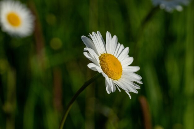 Foto de foco seletivo de flor de margarida branca