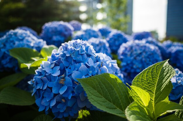 Foto de foco seletivo de flores azuis e folhas verdes