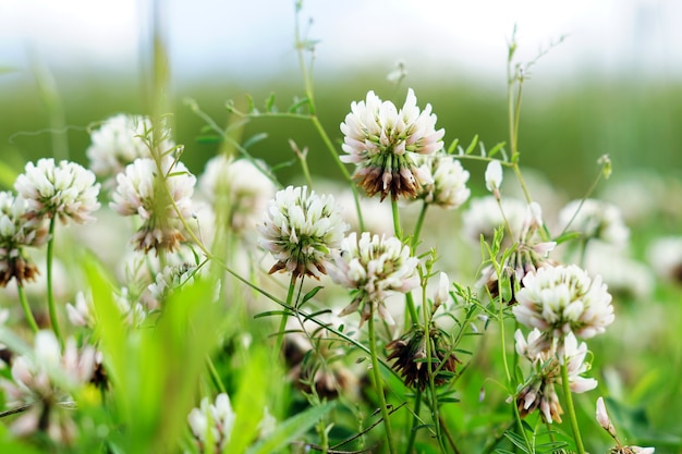 Foto de foco seletivo de flores brancas em um campo
