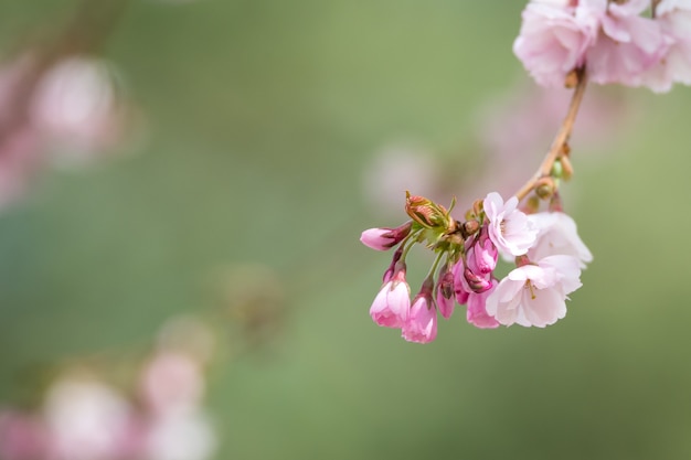 Foto de foco seletivo de flores de cerejeira rosa no galho com um fundo desfocado