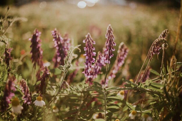 Foto de foco seletivo de flores roxas de Vicia cracca no campo