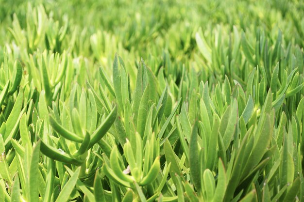 Foto de foco seletivo de folhas verdes estreitas em um jardim