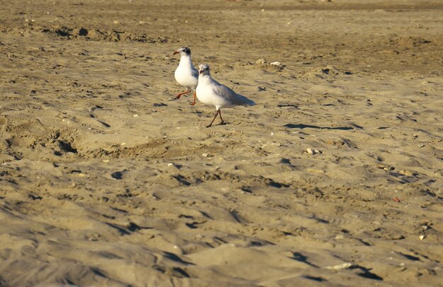 Foto de foco seletivo de gaivotas na praia