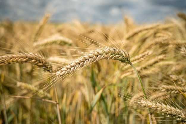 Foto de foco seletivo de galhos de trigo crescendo no campo
