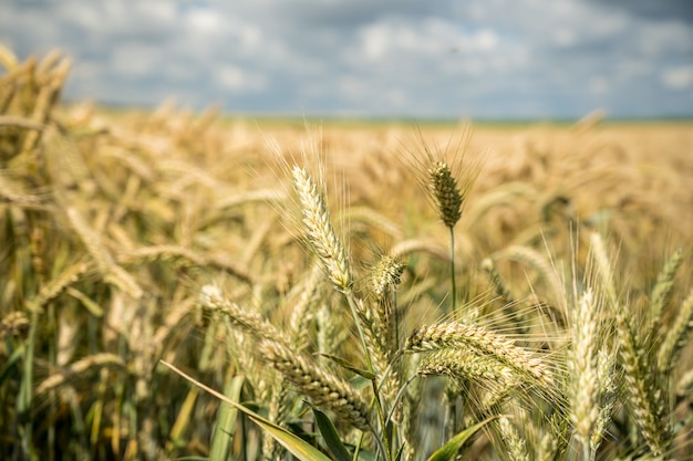 Foto de foco seletivo de galhos de trigo crescendo no campo