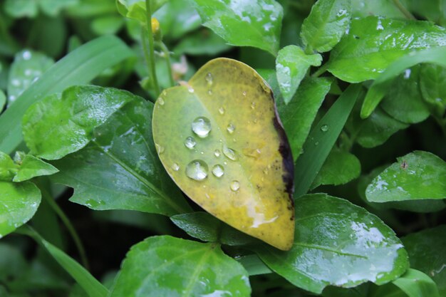 Foto de foco seletivo de gotas de orvalho em uma folha verde