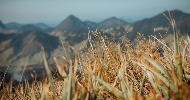 Foto de foco seletivo de grama seca com belas montanhas