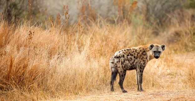 Foto de foco seletivo de hiena pintada na floresta