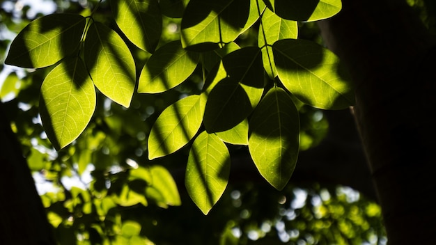 Foto de foco seletivo de knotweed boêmio com bokeh de fundo