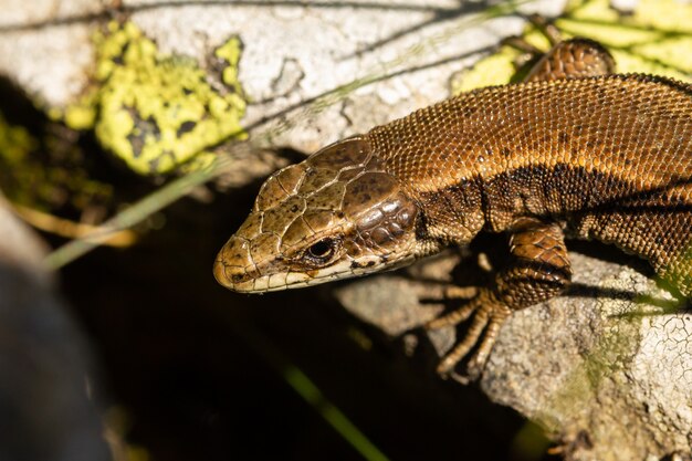 Foto de foco seletivo de lagarto-das-rochas dos Pirenéus