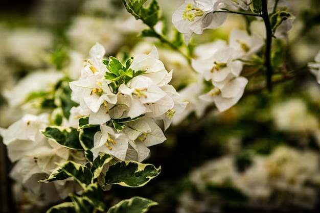Foto de foco seletivo de lindas flores de cerejeira