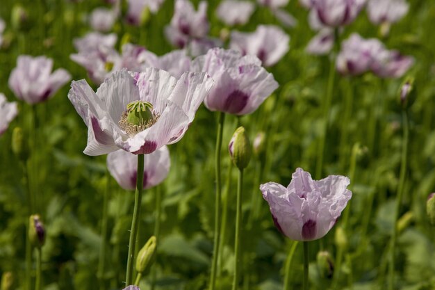 Foto de foco seletivo de lindas papoilas rosa crescendo no campo em Oxfordshire, Reino Unido