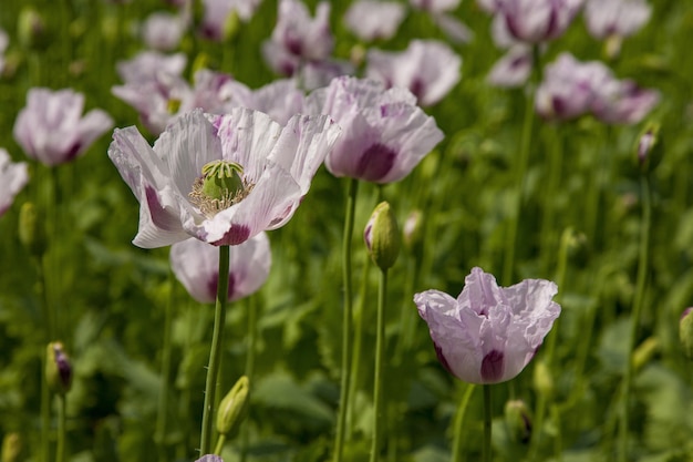 Foto de foco seletivo de lindas papoilas rosa crescendo no campo em Oxfordshire, Reino Unido