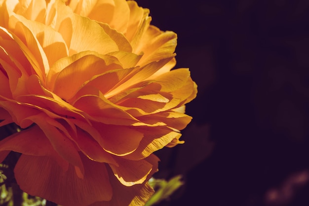 Foto de foco seletivo de lindas rosas amarelas sob a luz do sol Foto Premium