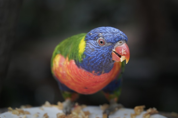 Foto de foco seletivo de lorikeet multicolorido