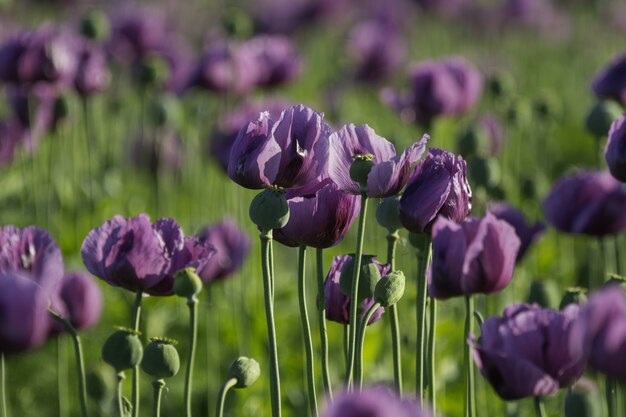 Foto de foco seletivo de papoulas lilases em um campo