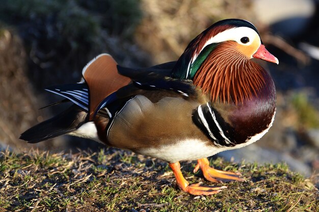 Foto de foco seletivo de pato mandarim