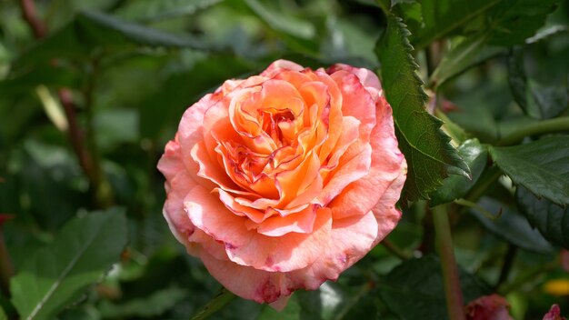 Foto de foco seletivo de rosa pêssego no jardim