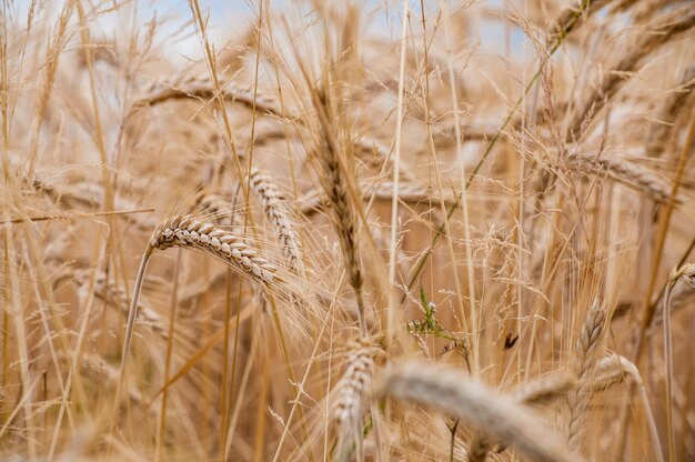Foto de foco seletivo de safras de trigo no campo com um fundo desfocado
