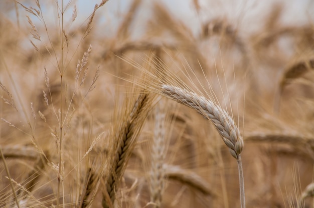 Foto de foco seletivo de safras de trigo no campo com um fundo desfocado