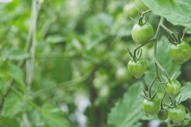 Foto de foco seletivo de tomates em crescimento