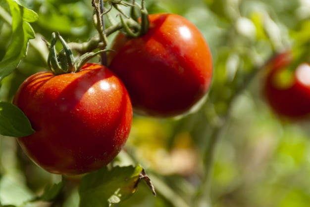Foto de foco seletivo de tomates vermelhos maduros