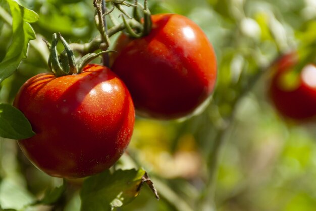 Foto de foco seletivo de tomates vermelhos maduros