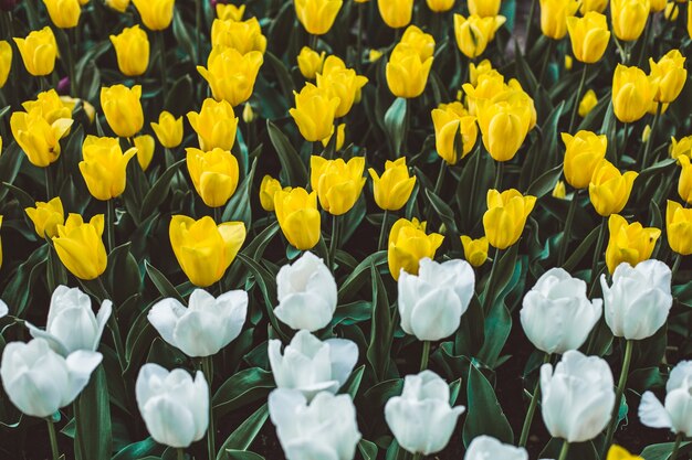 Foto de foco seletivo de tulipas coloridas florescendo em um campo