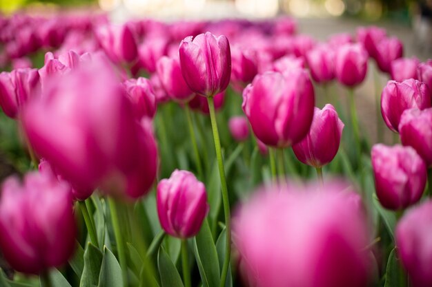 Foto de foco seletivo de tulipas cor de rosa florescendo em um campo