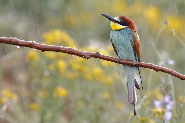 Foto de foco seletivo de um abelharuco colorido sentado em um galho sob a chuva