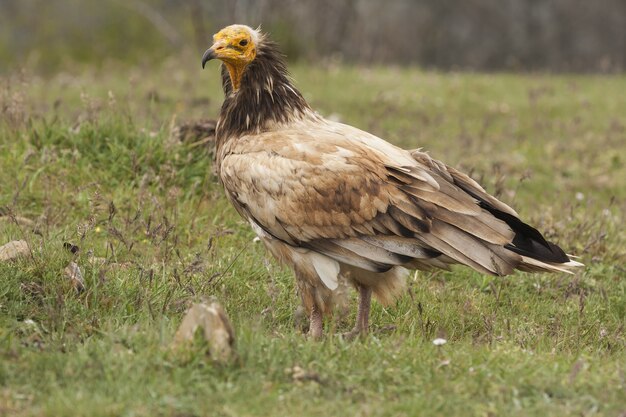 Foto de foco seletivo de um abutre magnífico procurando uma presa em um campo coberto de grama