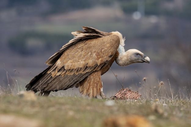 Foto de foco seletivo de um abutre se alimentando de um pedaço de carne em um campo coberto de grama